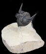 Metacanthina (Asteropyge) Trilobite - Lghaft, Morocco #44522-2